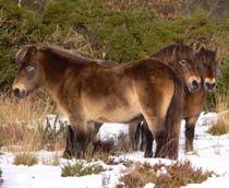 Exmoor-Pony-B.jpg