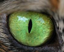 Eye-iris-B.jpg