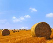Farm-hay-B.jpg