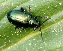 Flea-beetle-B.jpg