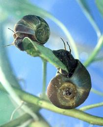 Freshwater-snail-B.jpg