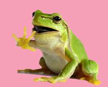 Frogs-9-s.jpg