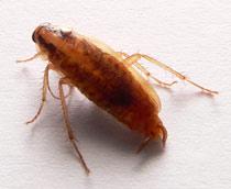 German-cockroach-B.jpg