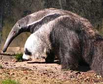 Giant-Anteater-B.jpg