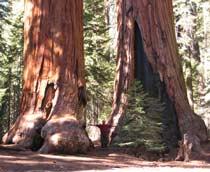 Giant-redwood-B.jpg