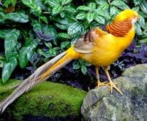 Golden-Pheasant-B.jpg