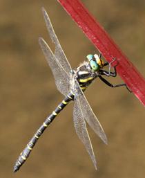 Golden-ringed-Dragonfly-B.jpg