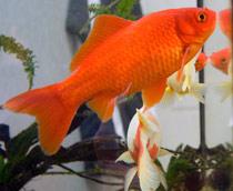 Goldfish-B.jpg
