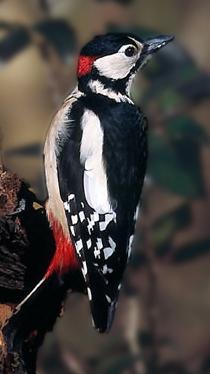 Great-Spotted-Woodpecker-BP.jpg