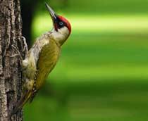 Green-Woodpecker-B.jpg