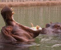 Hippopotamus-B.jpg