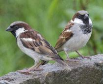 House-Sparrow-B.jpg