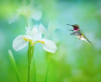 Hummingbird-B.jpg