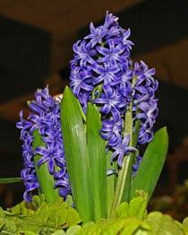 Hyacinth-B.jpg