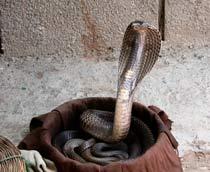 Indian-cobra-B.jpg