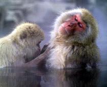 Japanese-macaque-B.jpg