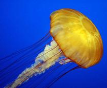 Jellyfish-B.jpg