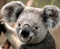 Koala-B.jpg