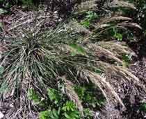 Leafy-Reedgrass-B.jpg