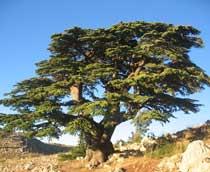 Lebanon-cedar-B.jpg