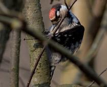 Lesser-Spotted-Woodpecker-B.jpg