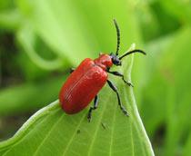 Lily-Beetle-B.jpg
