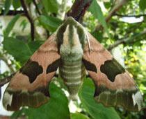 Lime-hawk-moth-B.jpg