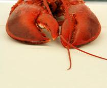 Lobster-B.jpg