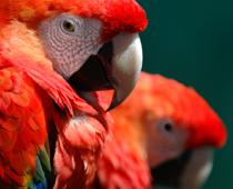 Macaw-Couple-B.jpg