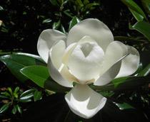 Magnolia-B.jpg