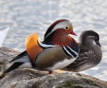 Mandarin-Duck-B.jpg