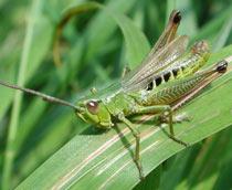 Meadow-Grasshopper-B.jpg