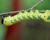 Name-Caterpillar-B.jpg