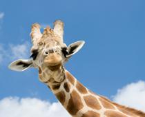 Name-Giraffe-B.jpg