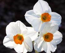 Narcissus-B.jpg