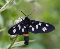 Nine-spotted-moth-B.jpg