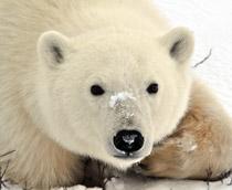 Polar-bear-B.jpg