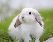 Rabbit-B.jpg
