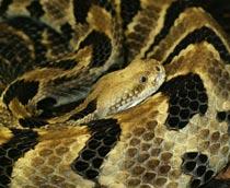 Rattlesnake-B.jpg