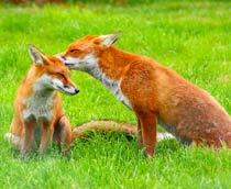 Red-Fox-B.jpg