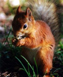 Red-Squirrel-B.jpg