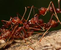 Red-ant-B.jpg