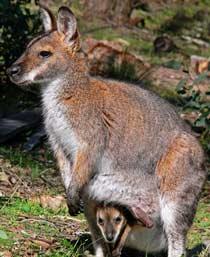 Red-necked-Wallaby-B.jpg