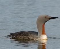 Red-throated-Diver-B.jpg