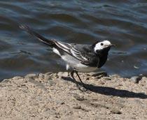 Replaced-Pied-Wagtail-B.jpg