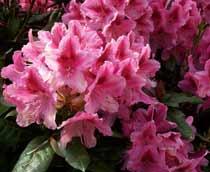 Rhododendron-B.jpg