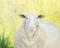 Sheep-B.jpg