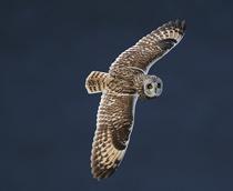 Short-eared-Owl-B.jpg