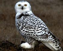 Snowy-Owl-B.jpg