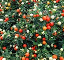 Solanum-B.jpg